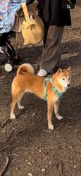 Lost Female Dog last seen Carlton Hill x Hamilton Terrace heading towards Randolph Gardens/Avenue, Greater London, England 