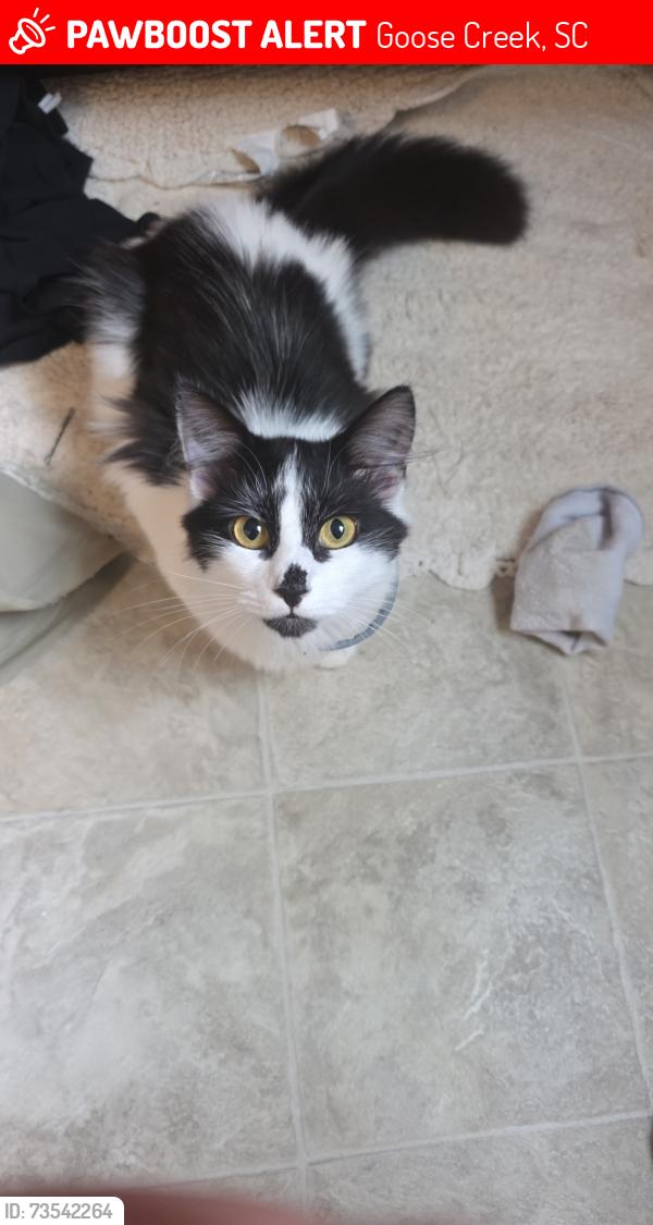 Lost Female Cat last seen Guadalcanal St, Goose Creek, SC 29445