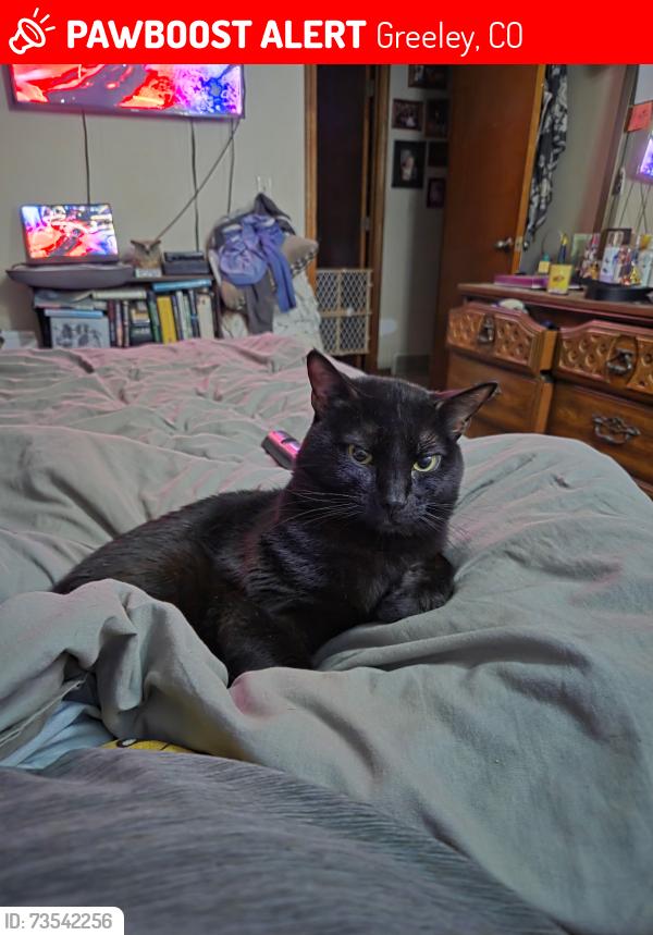 Lost Male Cat last seen 50th Ave and 9th St, Greeley, CO 80634