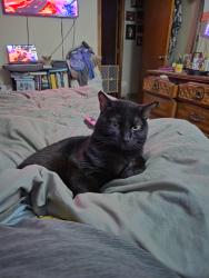 Lost Male Cat last seen 50th Ave and 9th St, Greeley, CO 80634