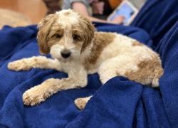 Reunited Female Dog last seen Shelton Road, Madison, AL 35758
