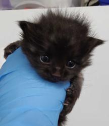 Shelter Stray Male Cat last seen Near W 1150 N, Sunset, UT 84015, USA, 1422 E 600 N, Fruit Heights, UT 84037, USA