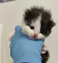 Shelter Stray Female Cat last seen Near W 1150 N, Sunset, UT 84015, USA, 1422 E 600 N, Fruit Heights, UT 84037, USA