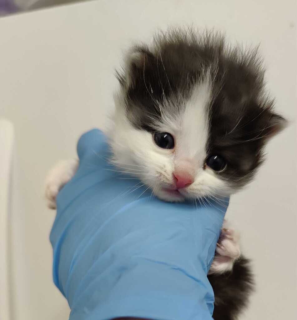 Shelter Stray Female Cat last seen Near W 1150 N, Sunset, UT 84015, USA, 1422 E 600 N, Fruit Heights, UT 84037, USA