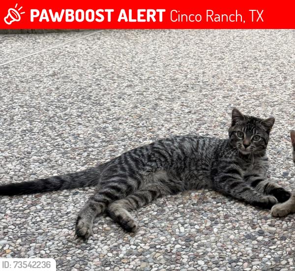 Lost Male Cat last seen Peak Road, Cinco Ranch, TX 77450
