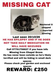 Lost Male Cat last seen Epsom downs primary, Surrey, England 