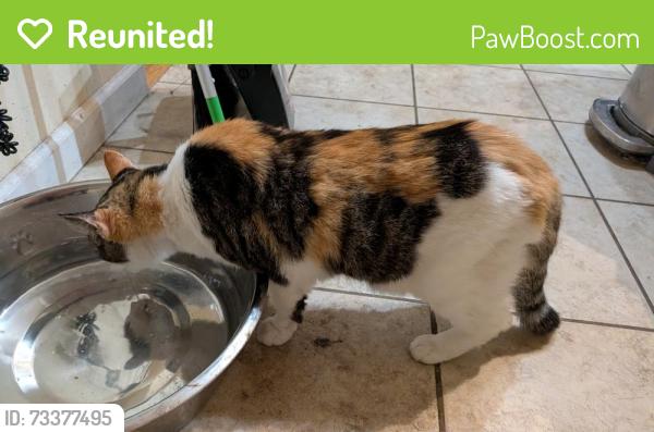 Reunited Female Cat last seen Allen serbian, St. Louis, MO 63104