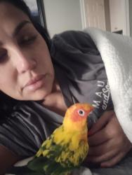 Lost Female Bird last seen Woodland ct and Holliw tree, La Porte, TX 77571