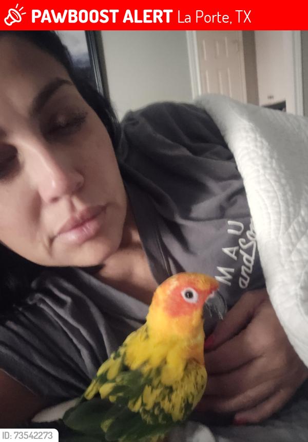 Lost Female Bird last seen Woodland ct and Holliw tree, La Porte, TX 77571