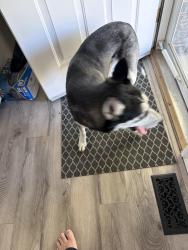 Found/Stray Unknown Dog last seen Bella vista st and covington, Wichita, KS 67212