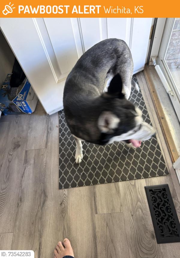 Found/Stray Unknown Dog last seen Bella vista st and covington, Wichita, KS 67212
