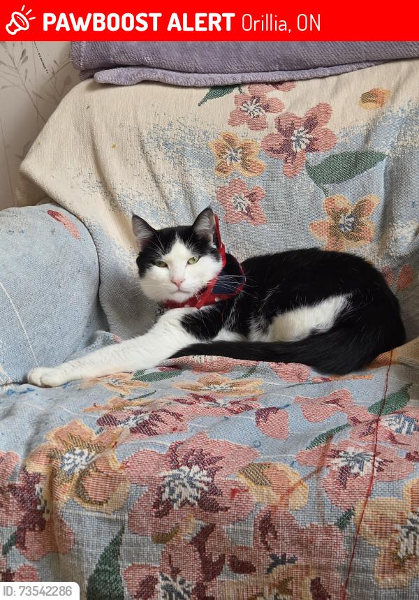 Lost Male Cat last seen West street orillia, Orillia, ON 