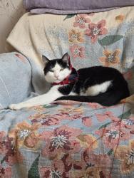 Lost Male Cat last seen West street orillia, Orillia, ON 