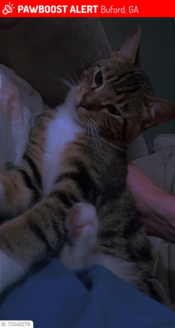 Lost Male Cat last seen Pine L Buford ga, Buford, GA 30518