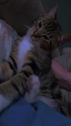 Lost Male Cat last seen Pine L Buford ga, Buford, GA 30518