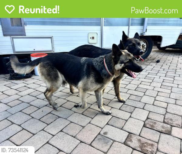 Reunited Female Dog last seen Upland ave and alder ave, Fontana, CA 92335