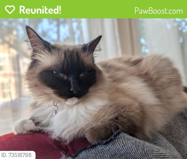 Reunited Male Cat last seen Eswyn Road, Gassiot road in Tooting, Greater London, England SW17 8TR