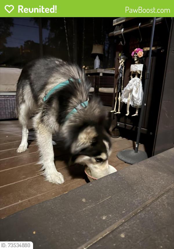 Reunited Female Dog last seen Central and Barksdale, Memphis, TN 38104