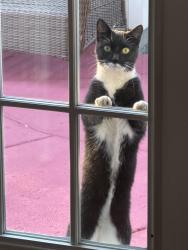 Found/Stray Female Cat last seen Anderson Ct, Manassas, VA, 20109, Sudley, VA 20109