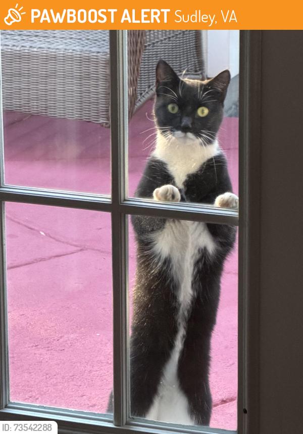 Found/Stray Female Cat last seen Anderson Ct, Manassas, VA, 20109, Sudley, VA 20109
