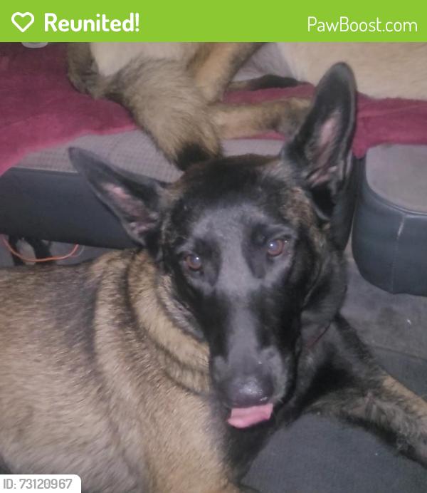 Reunited Female Dog last seen WALMARTSUPER CENTER IN PORTER RANCH,CA, Los Angeles, CA 91326