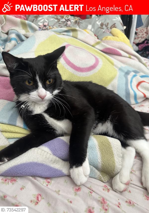 Lost Male Cat last seen Melrose and wilton or wilton and lemon grove, Los Angeles, CA 90038