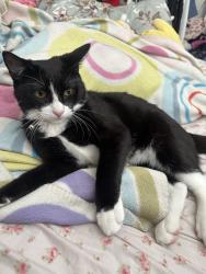 Lost Male Cat last seen Melrose and wilton or wilton and lemon grove, Los Angeles, CA 90038