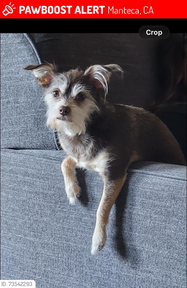 Lost Unknown Dog last seen Bass Pro shop area, Manteca, CA 95336