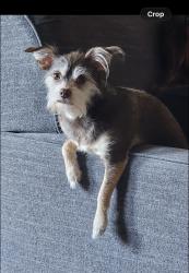 Lost Unknown Dog last seen Bass Pro shop area, Manteca, CA 95336