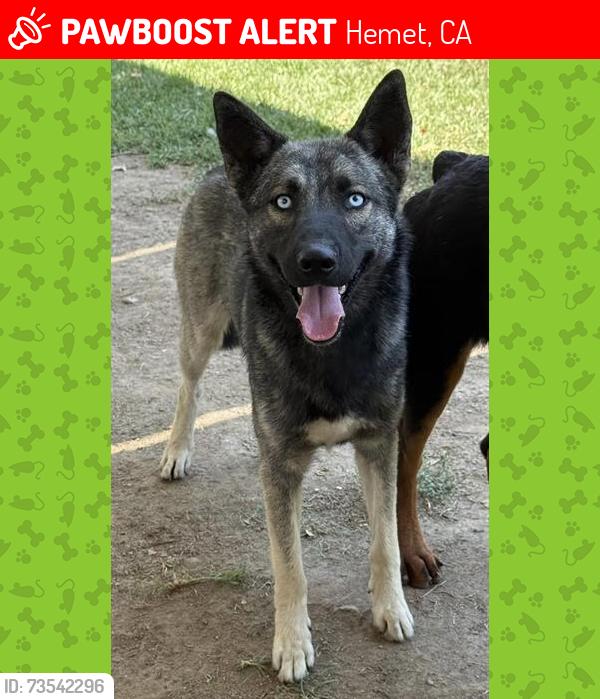 Lost Male Dog last seen Palm Ave and Devonshire, Hemet, CA 92543