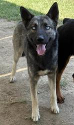 Lost Male Dog last seen Palm Ave and Devonshire, Hemet, CA 92543