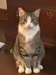 Reunited Male Cat last seen Feeney Drive, Edgewater Drive, Clennon Drive, Minooka, IL 60447