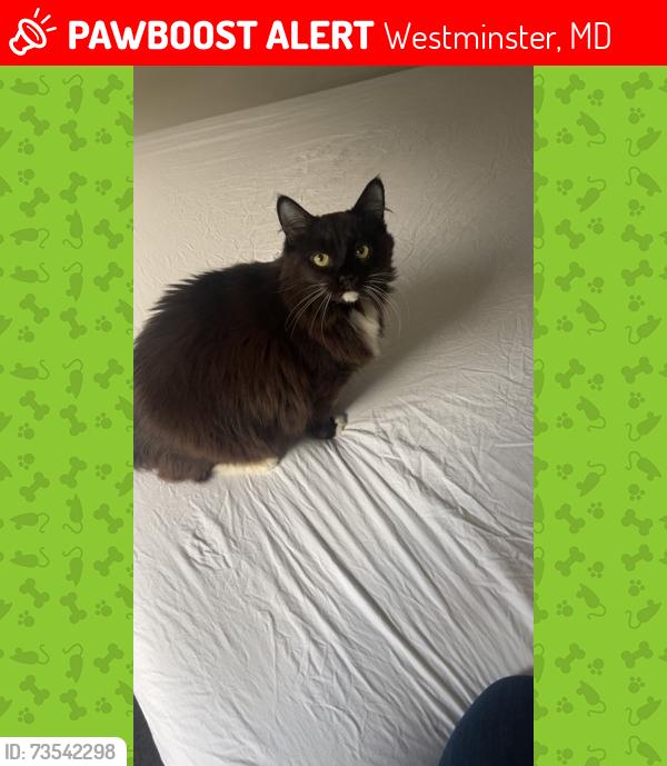 Lost Female Cat last seen Medinah Circle & N. Burning Tree Drive, in the Avondale Run neighborhood of Westminster, MD 21158, near Tahoma Farm Road, Westminster, MD 21158
