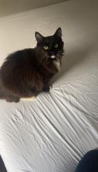 Lost Female Cat last seen Medinah Circle & N. Burning Tree Drive, in the Avondale Run neighborhood of Westminster, MD 21158, near Tahoma Farm Road, Westminster, MD 21158
