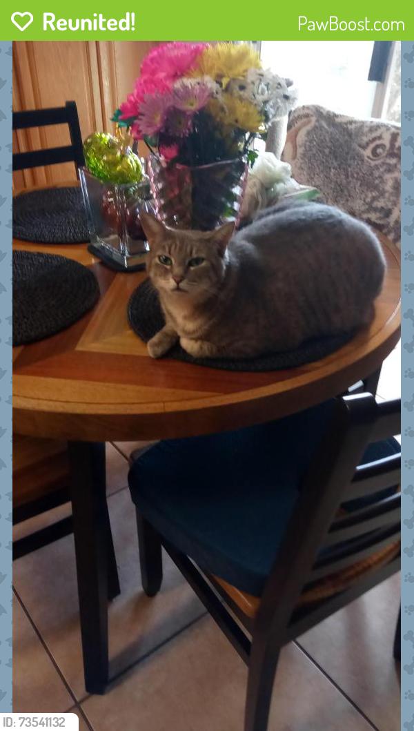 Reunited Female Cat last seen Fulgren street, Visalia, CA 93291