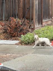 Reunited Unknown Dog last seen Rose Ave, San Jose, CA 95127, USA, San Jose, CA 95127