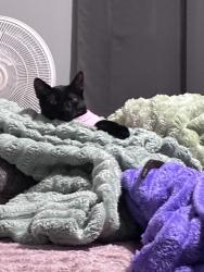 Reunited Male Cat last seen Kelso, Fort Worth, TX 76140