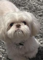 Lost Male Dog last seen 42nd & Brookdale, Tacoma, WA 98446