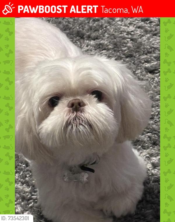 Lost Male Dog last seen 42nd & Brookdale, Tacoma, WA 98446