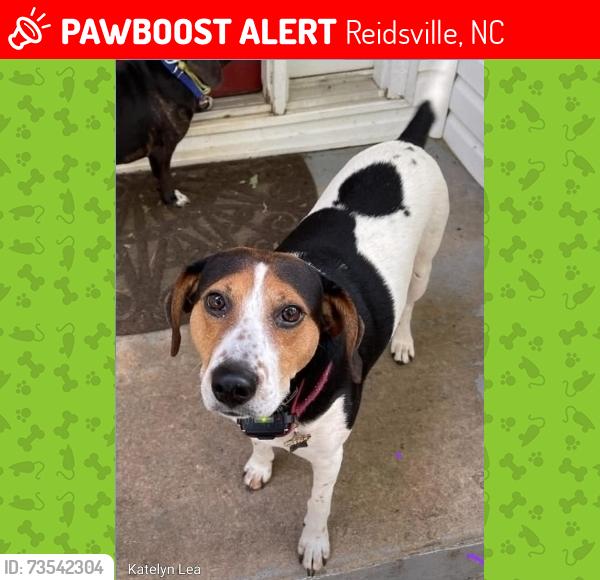 Lost Female Dog last seen Ashland rd, Reidsville, NC 27320
