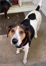 Lost Female Dog last seen Ashland rd, Reidsville, NC 27320