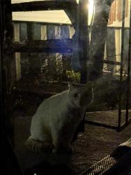 Found/Stray Unknown Cat last seen Louisbourg / alexandre lacoste, Montréal, QC 