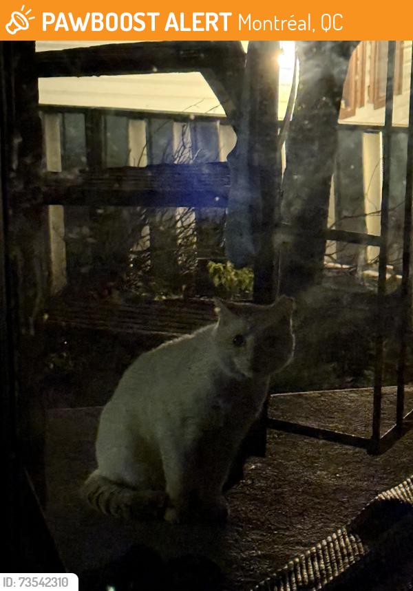 Found/Stray Unknown Cat last seen Louisbourg / alexandre lacoste, Montréal, QC 