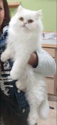 Reunited Male Cat last seen Berdan St, Toledo, OH 43612