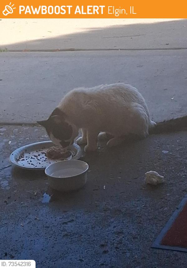 Found/Stray Male Cat last seen Lonford and long ct, Elgin, IL 60120