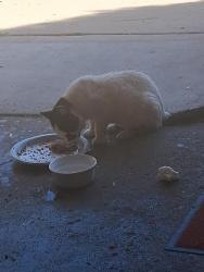 Found/Stray Male Cat last seen Lonford and long ct, Elgin, IL 60120