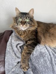 Reunited Female Cat last seen Riverside Cemetery, Appleton, WI 54911