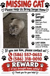 Lost Male Cat last seen Crooks and Webster, Royal Oak, MI 48073