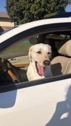 Found/Stray Female Dog last seen Lincoln street and Harrison park, Wichita, KS 67207