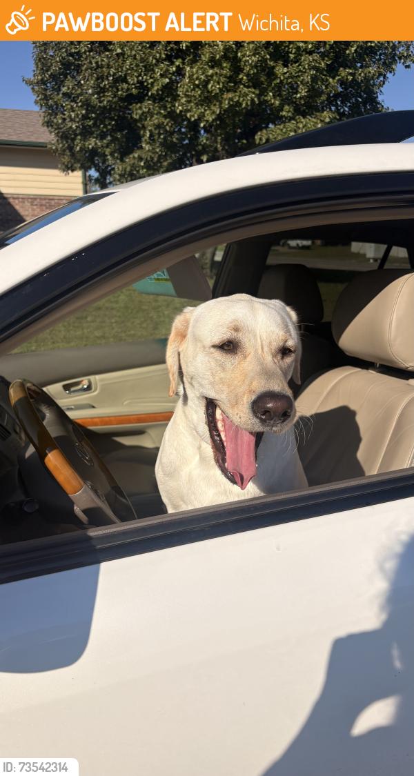 Found/Stray Female Dog last seen Lincoln street and Harrison park, Wichita, KS 67207